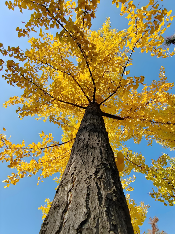 金秋致信：寰宇板材以質(zhì)踐諾，回饋每一份信賴